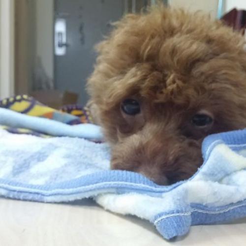 푸들 분양합니다.