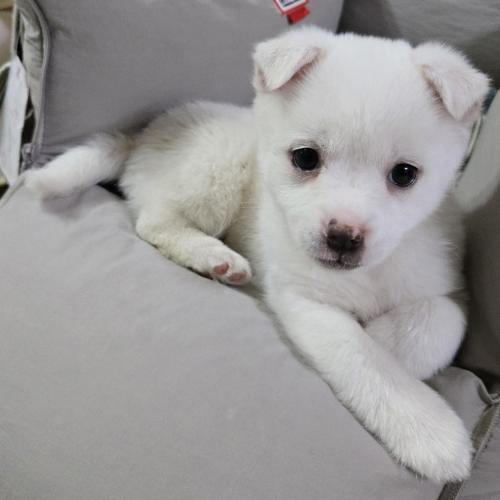 엄청귀여운 유기견 2갤 여아입양보내요