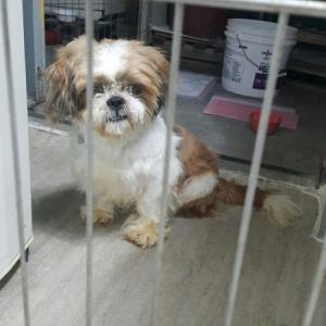 인천 서구 심곡동주변에서 시츄남아 잃어버리신분