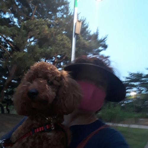 (수원시  장안구 파장동)갈색암컷 푸들