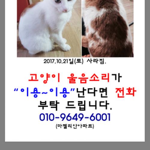 고양이를 찾습니다.