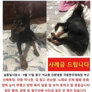 중구 석교동 미니핀 찾습니다