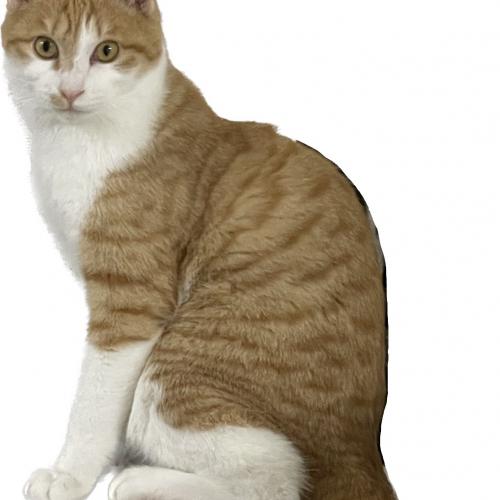 경기도 고양시 덕양구 토당동 삼성당마을앞사거리 주유소옆에서 잃어버린 고양이 찾아요