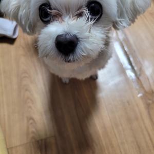 강아지 찾아요 실종 일천 미추홀 석바위 말티즈