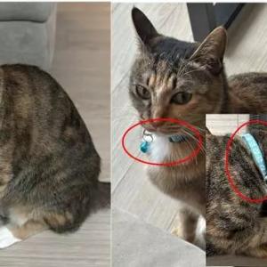 [부산, 개금] 고양이를 찾습니다