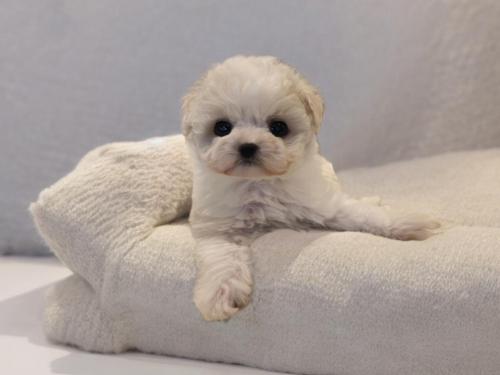 비숑프리제 가족으로 맞아주실분 구합니다