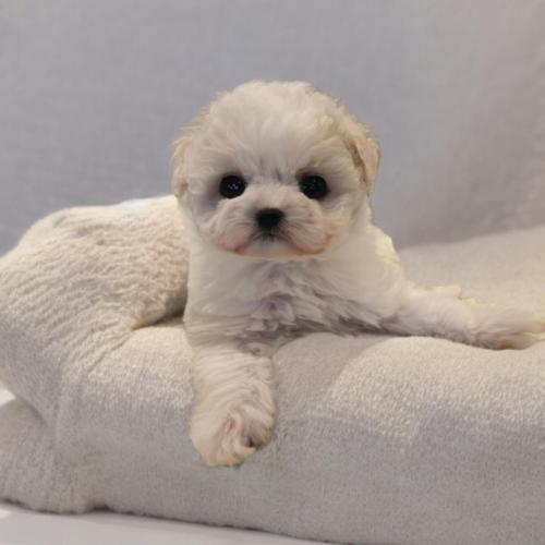 비숑프리제 가족으로 맞아주실분 구합니다