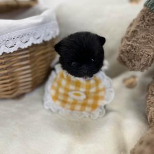 [10만원] 말티폼 공주님 책임분양중이에요 ❤