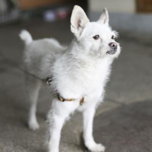 서구에서 강아지 찾습니다.