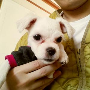 말티즈 암컷 만두 찾습니다!!