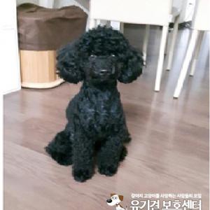 7/30일 가평군 블랙푸들