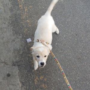 (성남시)강아지 찾습니다