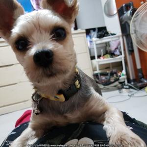 요크셔테리어 똘이