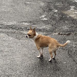 장모치와와 찾습니다.