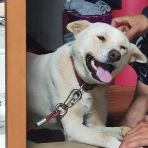 백구를 찾습니다