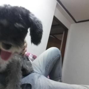 우리 아이 슈나우저 찾아주세요