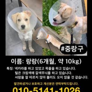 넥칼라를 하고 동물병원에서 잃어버린 랑랑이 찾습니다