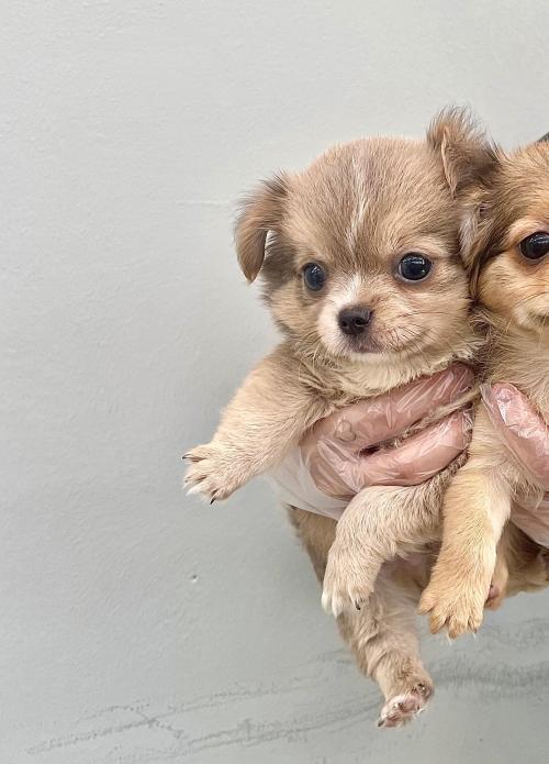 특이한 색깔로 보호자를 만나지 못한 장모치와와 남자 아이의 가족을 찾습니다