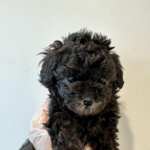 귀여운 공주님 실버푸들 분양합니당