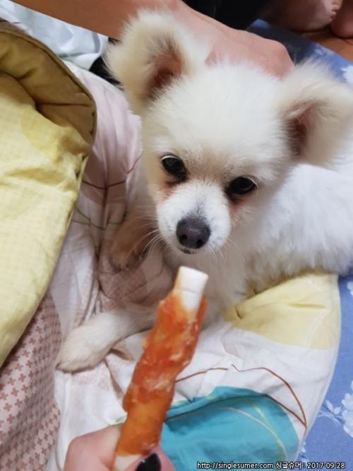 통영 삼덕항에서 유기견발견해서 보호중이에요