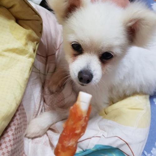 통영 삼덕항에서 유기견발견해서 보호중이에요