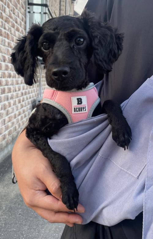 푸들 5-6개월여아 분양합니다