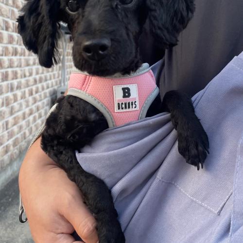 푸들 5-6개월여아 분양합니다