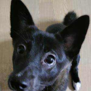 동수역에서 부개역 사이 검정색 강아지 제보 받습니다