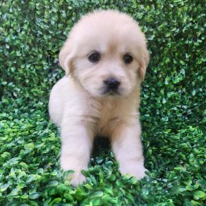 골든리트리버분양 2개월령 공주님 국민 천사견