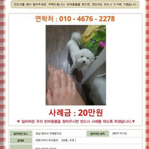 저희집강아지웅이찾아주세요ㅜ