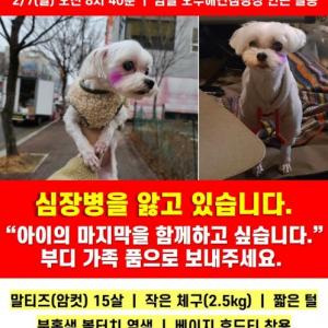 임실 오수 실종) 말티즈 암컷 '콩이' 찾습니다