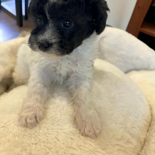 말티푸 사랑으로 돌봐주실 분 찾습니다!