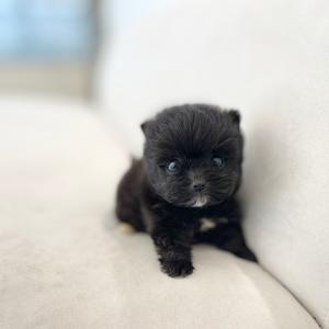 [ 10만원 ] 말티폼 분양중입니다