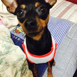 구일역 근처 철산 주공리버빌 아파트에서 잃어버린 미니핀을 찾습니다.