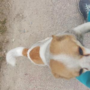 강아지를 찾습니다