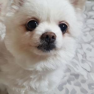 힌색포메라니안 암컷 찾습니다
