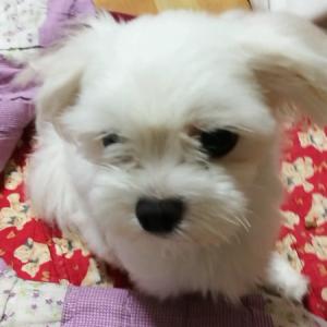 (광진구,중곡동) 강아지 찾이요!!