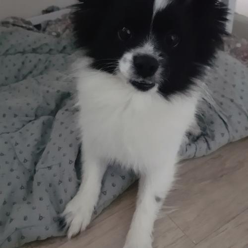 믹스견 입양 보냅니다.