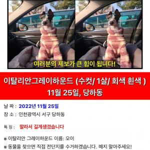 인천 서구 강아지 찾습니다