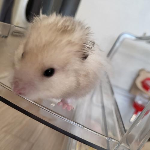 삼색 골든햄스터 분양보냅니다