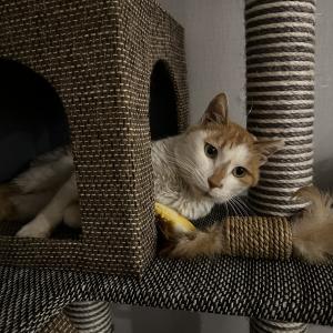 고양이를 찾아주세요ㅠㅠ