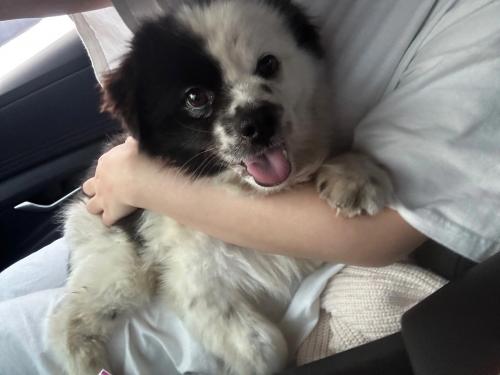 강아지 주인 찾아요