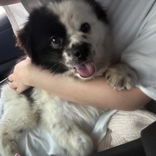 강아지 주인 찾아요