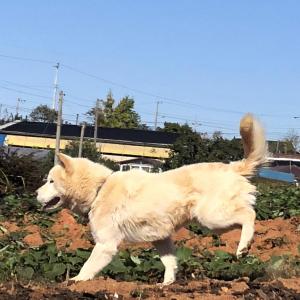 할머니가 키우시는 우리집 막내 등대 찾습니다!