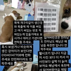 강아지를 잃어버렸어요