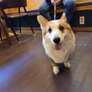 웰시코기 여아 찾습니다!!