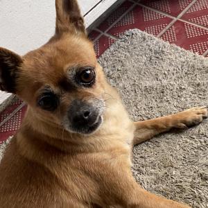 강아지를 찾습니다 사례금있어요