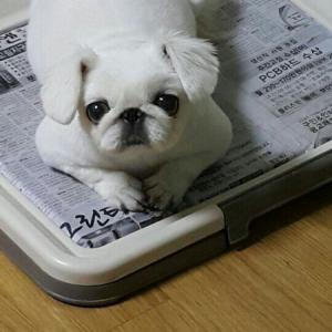 우리 소강이를 찾습니다ㅠㅜ