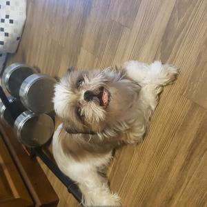 대구 비산동 잉꼬빌라 근처에서 잃어버린 노견시츄 찾습니다.