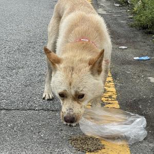 송절동 패트라카페 옆 누런색 강아지 주인 찾습니다
